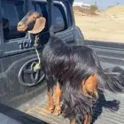 عناق زبده حلال بر وين إلى يدور الحمه البيضاء عمره 5 شهور