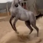حصان