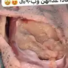 فروخ وز العمر 4 شهور العدال فل الموقع طبرجل التواصل واتس فق