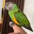 ببغاء سنغالي يويو