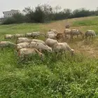 ضان رفيديات