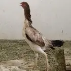 دجاج شامو ياباني