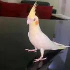 عصفور مفقود