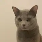 قط لتبني