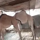 للبيع قعود وبكره