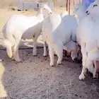 خرفان جبر من القاعة