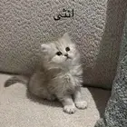 قطط