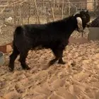 تيس فحل