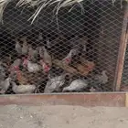 السلام عليكم ورحمه الله وبركاته موجود دجاج العمر فوق 4 شهور