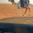 رحول مزاين .. تم البيع