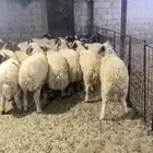 نعيم طليان فاخر وسط