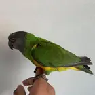 ببغاء سنغالي اليف