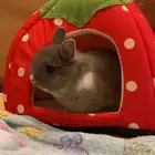 ارنب قزم للبيع بجميع كملياته