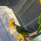 فندقة طيور باسعار مناسبة