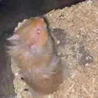 هامسترات للبيع