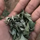 سدر بلدي ورق ومطحون