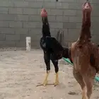طقم دجاج باكستاني