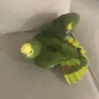 امزوني بلوفرنتد جاكو متكلم ومزاجي