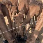 3 بكار و 3 قعدان حمر دهم عكش مقنوي من 7500