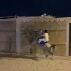مهر شعبي طرب