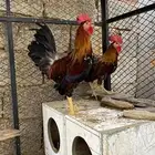 ديوك عربي