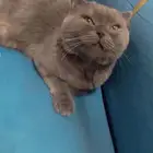 بيع قطه