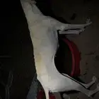 مطلوب سلوقي طيب