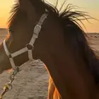 للبيع مهر واهو