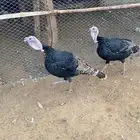 ذكور رومي للبيع