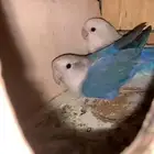 للبيع زوجين روز