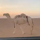 لقحه وضحا كفوو