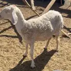 للبيع نعجه نجديه مشروكه