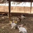للبيع ارانب بلدية