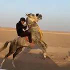 خيل