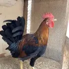 ديك فري اصيل ترثه