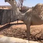 بكره باتليه كفوو عضم وطفاح