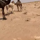 آبل ملاوين العدد 9 بفحلها