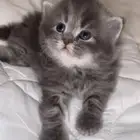 قطه سكوتش للبيع