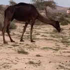 ناقه مجهيم مبيوع حشيها