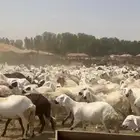 ضان سواكن دمازين دفيع عدد 1000 رأس