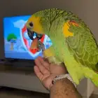 فرخ امزوني بلوفرنتد جاكو مستوى بطل تم البيع