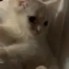 قطه للتبني