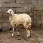( تم البيع ) رخل فل شحم