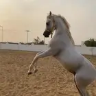 خيل