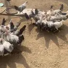 ديكه