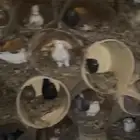 يوجد لدينا حمام بلدي العدد 130 متوالف مسموح بالتفريد