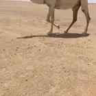 الضريبه الكفو للبيع