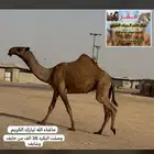 أبل