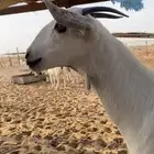 جفره بيشيه صنف تو اثنت دفاع تدر