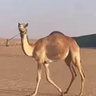 للبيع بكره لقيه